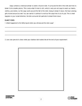 Digestive System: Bile Investigation. Observing Digestive Process