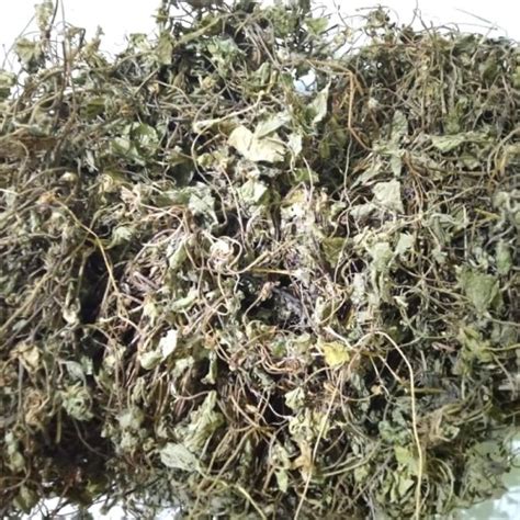 Jual Daun Pegagan Kering 1kg Daun Antanan Kering Daun Kaki Kuda