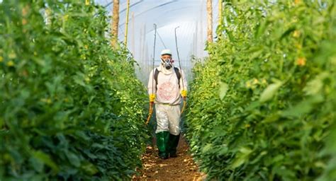 O Que E Como Funciona A Agricultura De Subsist Ncia Toyama