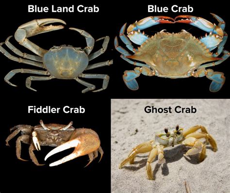 Scdnr Asks Public To Report Sightings Of Non Native Blue Land Crabs