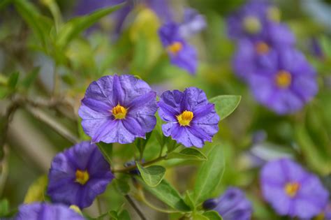 Blue Potato Bush Lycianthes Rantonnetii In Bellevue Newcastle Renton