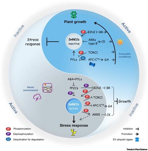 Snrk2s At The Crossroads Of Growth And Stress Responses Trends In Plant Science