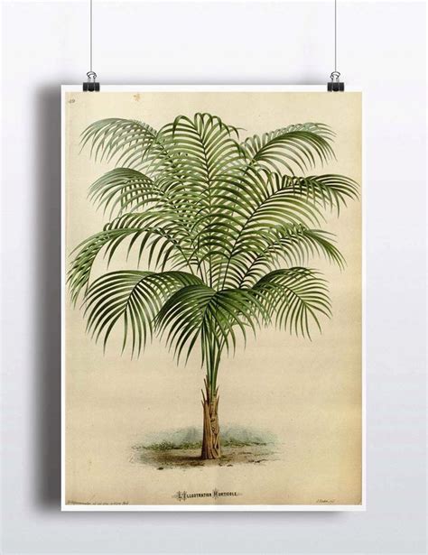 Antique 1800s Palm Tree Print Art Print Poster Palm Tree Wall Decor