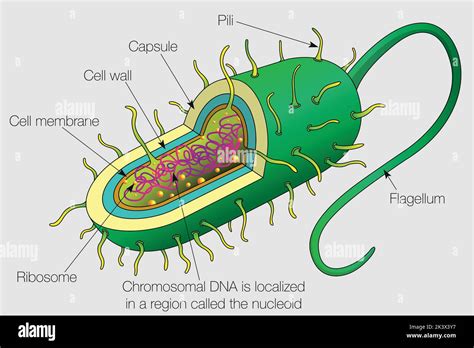 Procariota Partes Im Genes Vectoriales De Stock Alamy