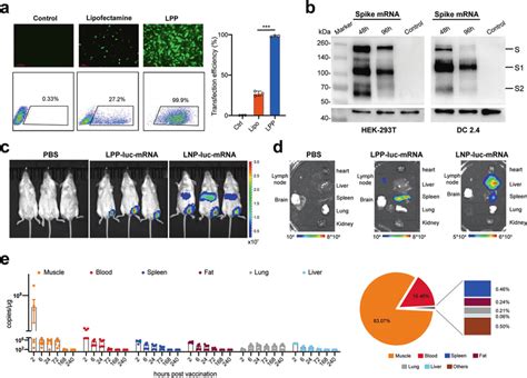 Transfection Efficiency And Biodistribution Of Lpp Mrna A Egfp Mrna