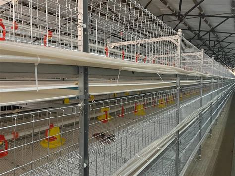 Durable Poultry Farm Automatic Battery Cages Feeding System With