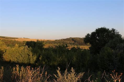 Premium Photo | A landscape with trees and grass