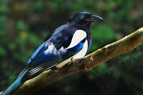 17 Interesting Facts About Magpies Fact City