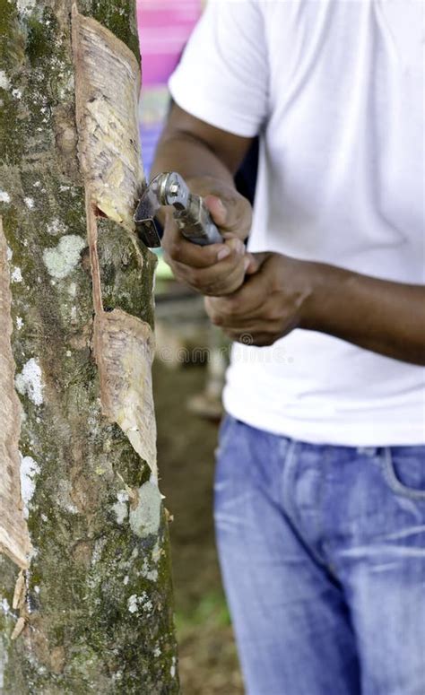 Rubber Tapper Tapping Latex Stock Image Image Of Plant Depth