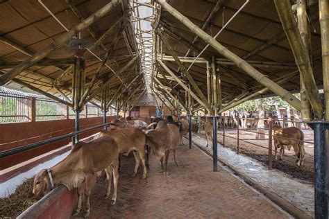 Gau Ghar A Cow Shelter Made Of Bamboo In Gujarat By Compartment S4