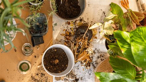 ¿cómo Cuidar Plantas Plantéatelo Plantas