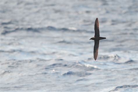 Petrel | Seabird, Migration, Adaptations | Britannica