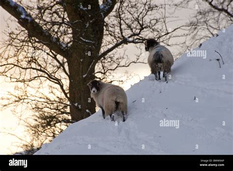 Lancashire Snow Swaledale Ewes Sheep Winter Sheep Domestic Farm Farms