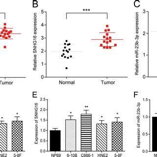 MCM6 and SNHG16 were up-regulated in NPC tissues and cells. (A, B, C ...