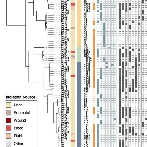 Core Genome Phylogeny Of All Esbl Carrying E Coli Isolates In Our