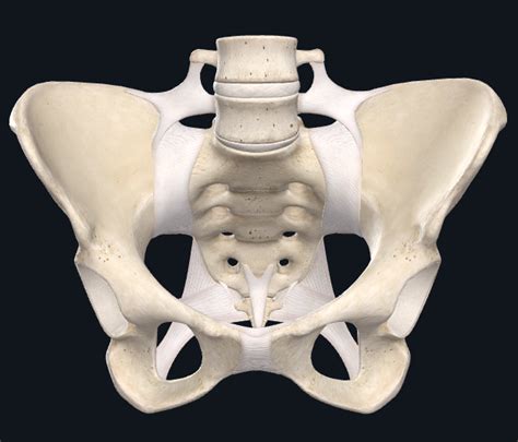 Anatomy Arthrology Of The Pelvis Anterior Diagram Quizlet