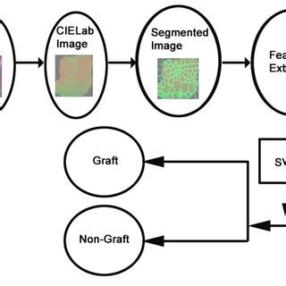 Figure1.The proposed burn classification model. | Download Scientific ...