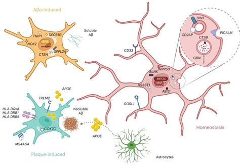 Understanding the role of microglia in Alzheimer's disease