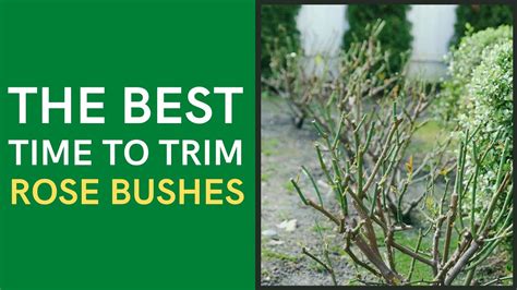 Can You Trim Rose Bushes Anytime Srz Php