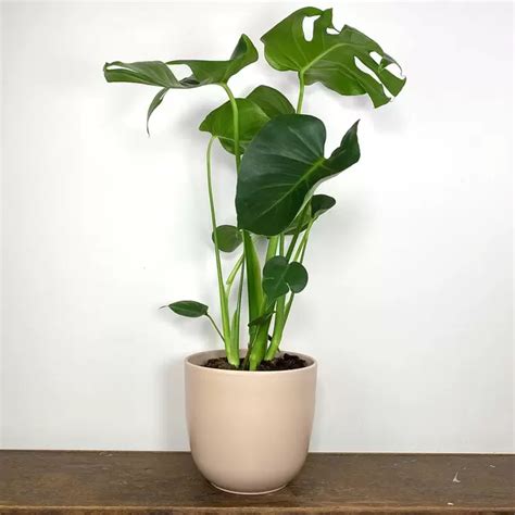 Monstera Deliciosa Pot Size 17cm Swiss Cheese Plant The Boma Garden Centre