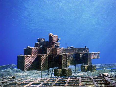 Reef Restoration - Sunset Cozumel