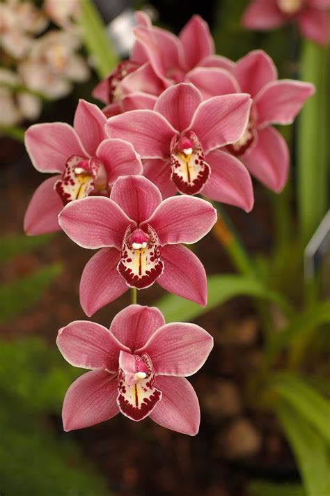 Quer Aprender Como Cuidar Da Sua Orqu Dea Cymbidium