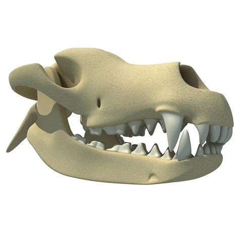 3d animal skull model