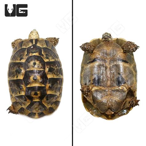 Greek Tortoises For Sale - Underground Reptiles