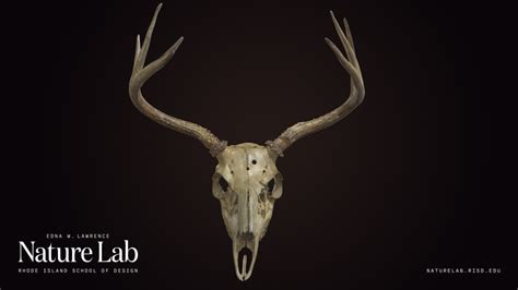 White Tailed Deer Skull With Antlers Download Free 3d Model By Risd