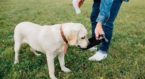 Como Fazer Soro Caseiro Para Cachorro E Quando Dar