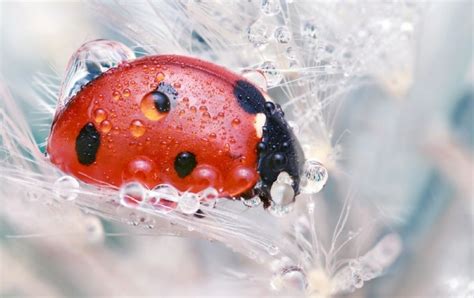 Red lily Beetle - 9oole