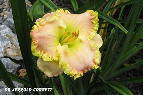 Photo Of The Bloom Of Daylily Hemerocallis Dr Jerrold Corbett