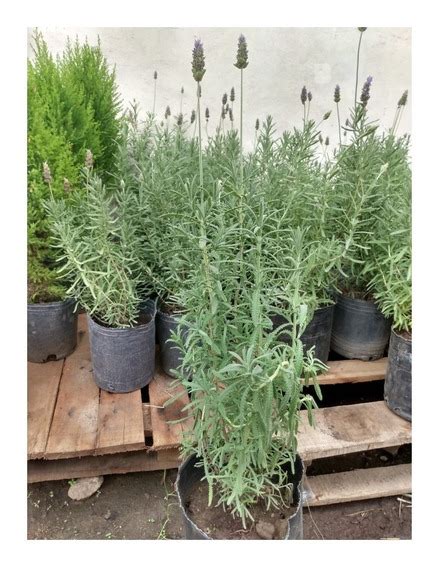 Lavanda Planta Mercadolibre