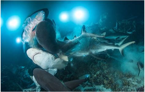 Shark feeding frenzy : r/TheDepthsBelow