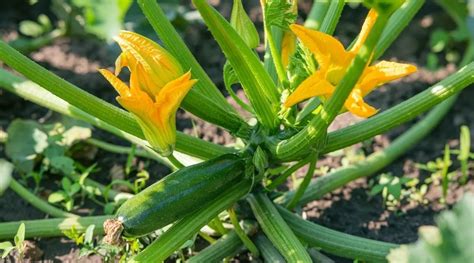 Quels L Gumes Ne Pas Planter C T Des Courgettes Voici Les Erreurs