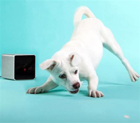 Gadgets Inteligentes Para Animais De Estima O Qwintry