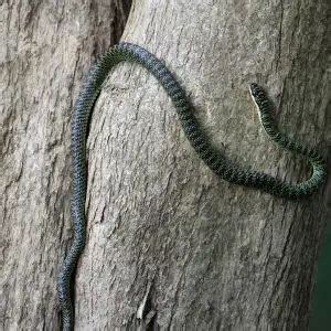 Golden Tree Snake - Facts, Diet, Habitat & Pictures on Animalia.bio