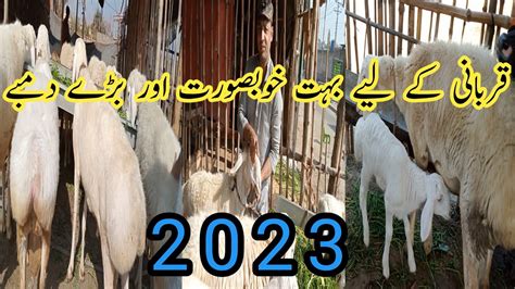 Lahore Shahpur Kanjra Mandi Qurbani Ke Dumbon Ke Rate Updates Shahpur