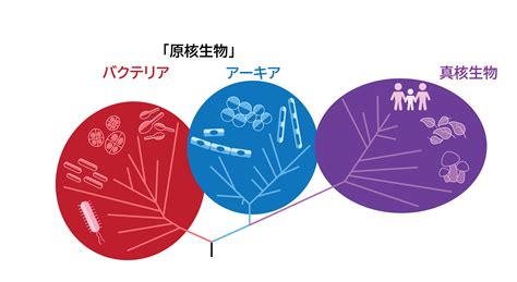 真核生物の誕生の起源とは 進化の謎を解く鍵となる、深海の微生物アーキアの培養に世界で初めて成功！ リケラボ｜生物のトピックス