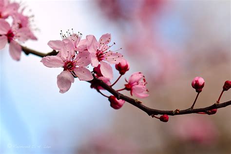 Japanese Cherry Blossom Quotes. QuotesGram