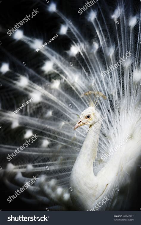 Albino Peacock Stock Photo 83947192 : Shutterstock