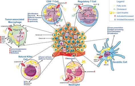 Metabolic Regulation Of Immune Responses To Cancer Cancer Biology