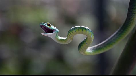 Télécharger le fond d écran Serpent fond écran 2 1920x1080