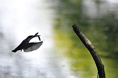 Category:Alcedo atthis in flight - Wikimedia Commons