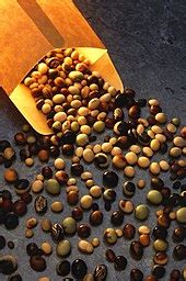 Soybean - Wikipedia