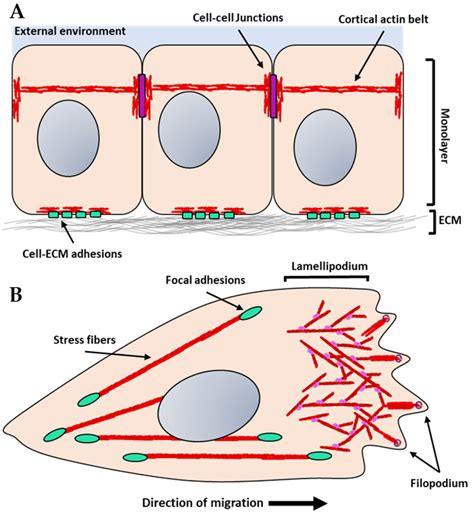 Adhesion Biology