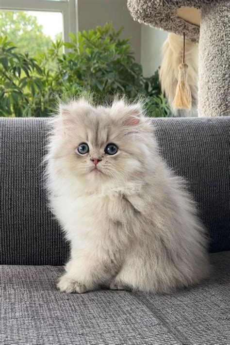 key persian cat care tips   owners fluffy cat