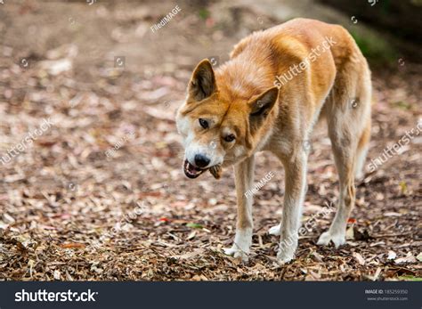 60 Dingo Eating Images, Stock Photos & Vectors | Shutterstock