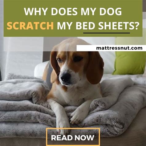 Why Does My Dog Scratch My Bed Sheets? Reasons & Solutions