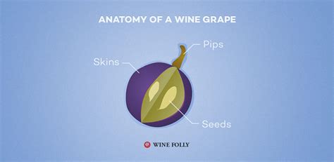 Defining Full Bodied Red Wines Wine Folly